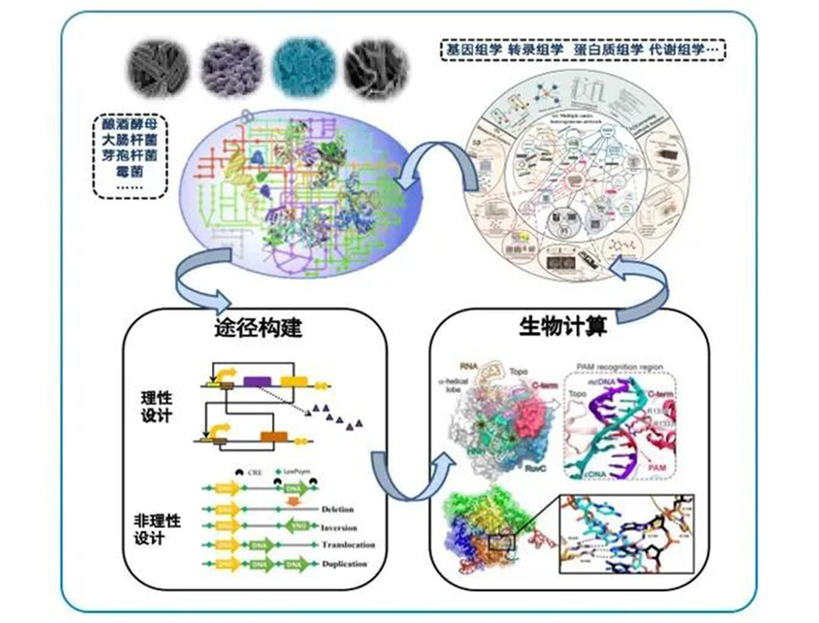 專訪 | 嘉必優(yōu)：立足合成生物學(xué)底層技術(shù) 揚帆生物經(jīng)濟“藍?！? style=